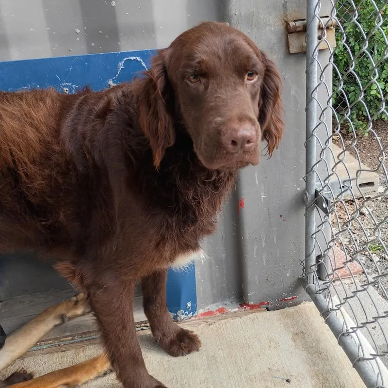 An adult medium-sized male Red / Chestnut / Orange Mixed Breed dog named Kermit for adoption in Waukesha, WI