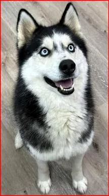 A young medium-sized male Black Husky dog named Kiba for adoption in Paris, KY