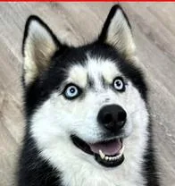 Kiba thumbnail 2