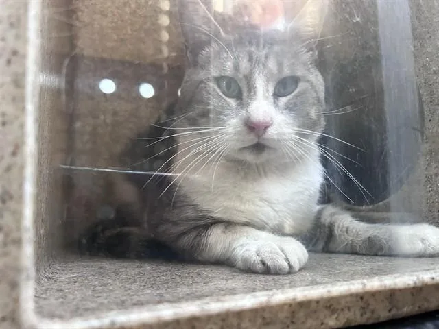 Gary