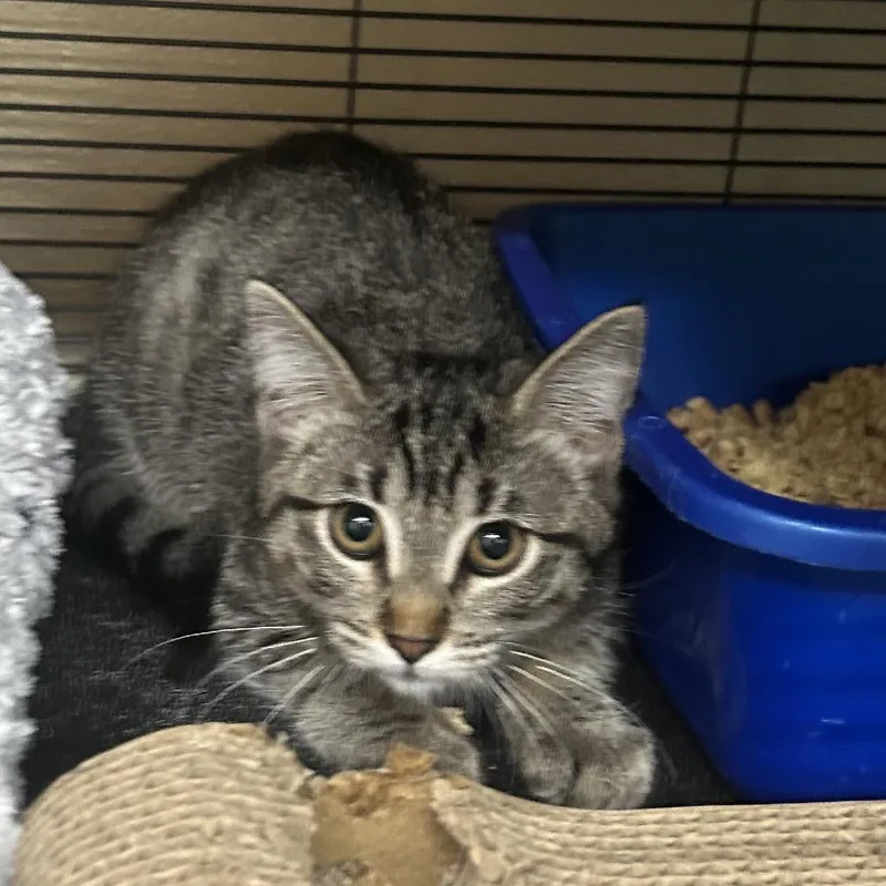 A baby small-sized female Brown / Chocolate Domestic Short Hair cat named Stargirl for adoption in Point Richmond, CA