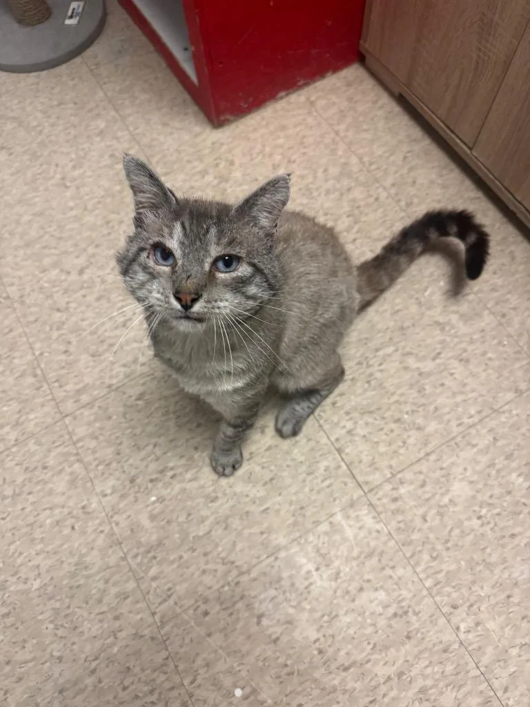 A senior medium-sized male Domestic Short Hair cat named William Wallace for adoption in Heber City, UT