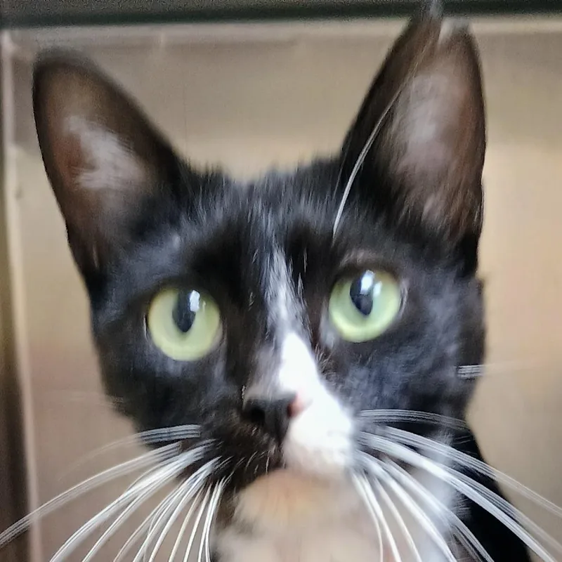 A young medium-sized female Black Domestic Short Hair cat named Mrs. Whiskerpips for adoption in Palestine, TX