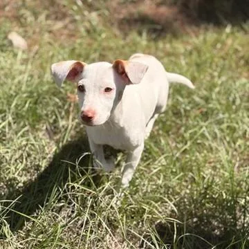 Lilly