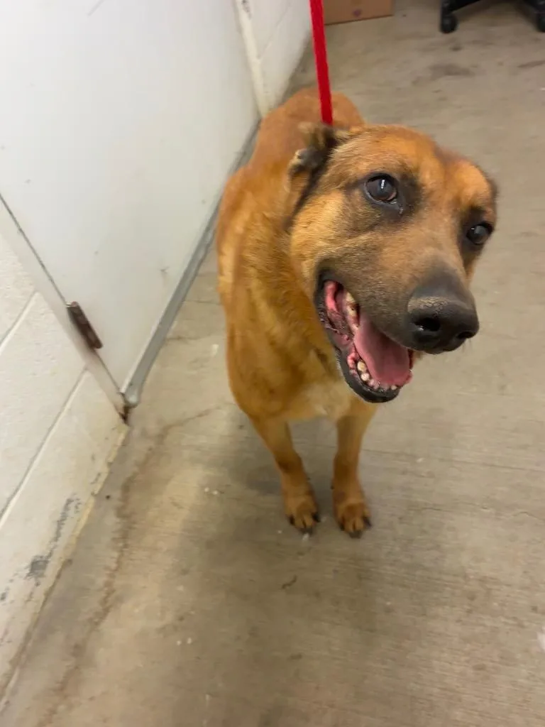 A senior large-sized male German Shepherd Dog dog named Sheppie for adoption in Chickamauga , GA