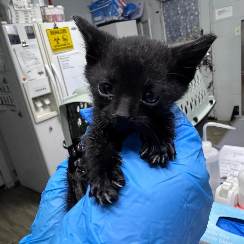 A baby small-sized female Black Domestic Short Hair cat named Parakeet for adoption in Summerville, SC