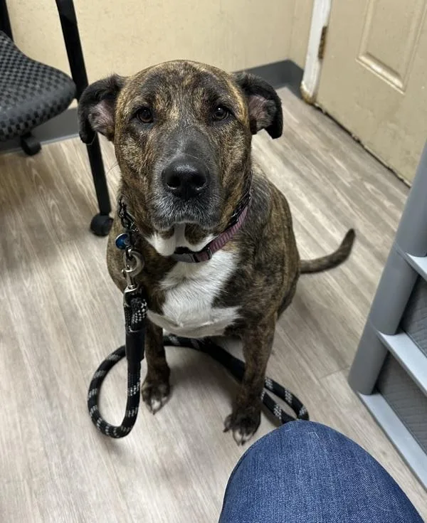 An adult large-sized female Plott Hound dog named Luna for adoption in Oceanside, CA