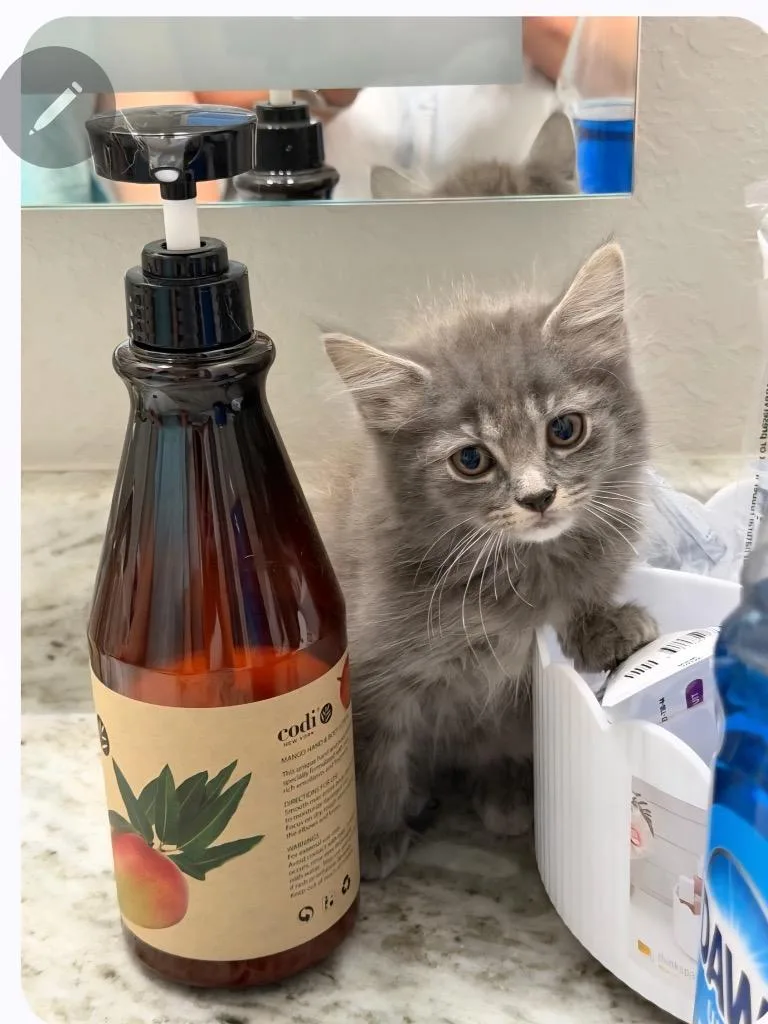 A baby small-sized female Maine Coon cat named Willow for adoption in New Braunfels, TX
