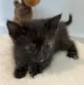 A young medium-sized female Domestic Short Hair cat named Tig for adoption in Kansas City, MO