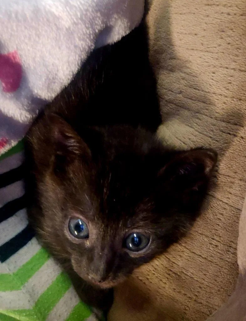 A baby medium-sized female Domestic Short Hair cat named Chelsea for adoption in Johnson City, TN