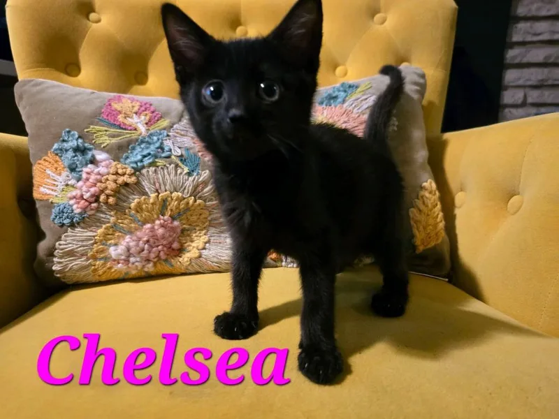 Chelsea thumbnail 4