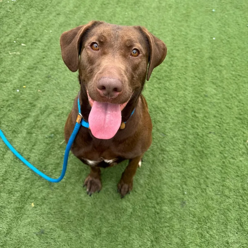 A young large-sized female Brown / Chocolate Chocolate Labrador Retriever dog named Rendy for adoption in Pekin, IL