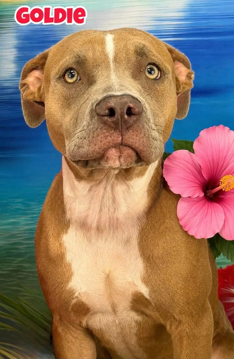 An adult medium-sized female Yellow / Tan / Blond / Fawn Mixed Breed dog named Goldie for adoption in Flint, MI