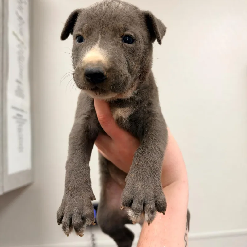 A baby medium-sized female Gray / Blue / Silver Mixed Breed dog named Sally for adoption in Columbiana, AL