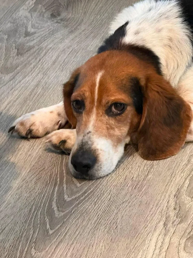 A senior medium-sized male Beagle dog named Beanie for adoption in Succasunna, NJ