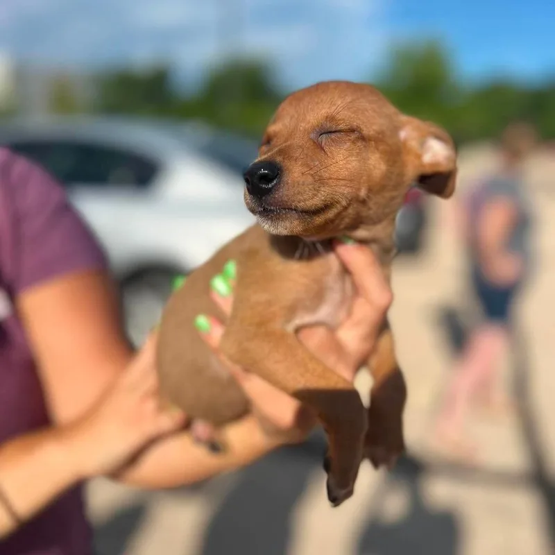 A baby small-sized male White / Cream Chihuahua dog named Asher for adoption in St. Charles, IL