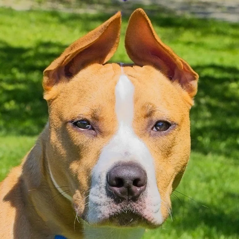 Dozer thumbnail 3
