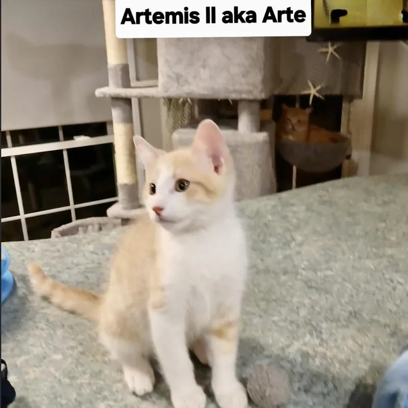 A baby small-sized male Buff / Tan / Fawn Domestic Short Hair cat named Artemus for adoption in League City, TX