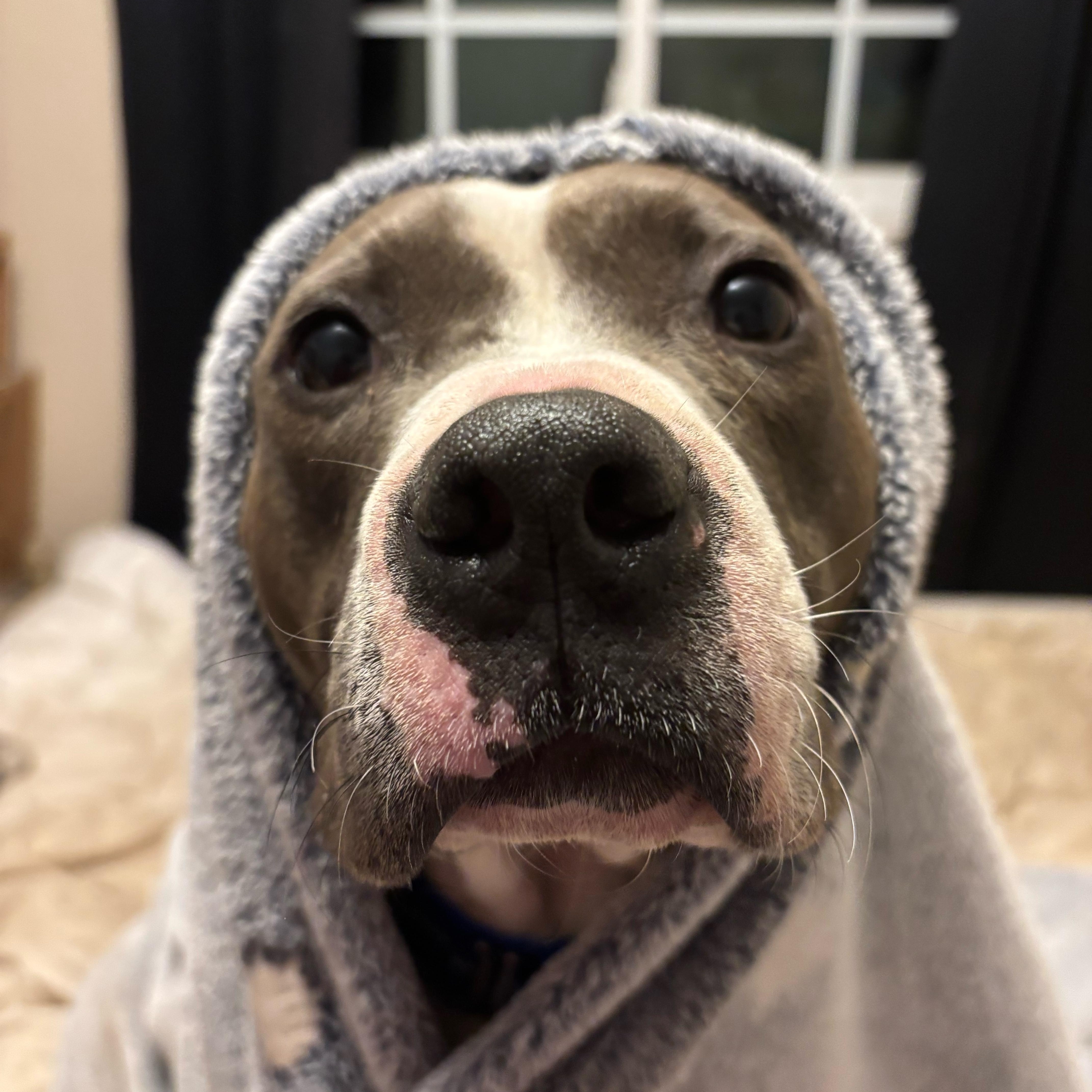 An adult large-sized male Gray / Blue / Silver American Bulldog dog named Blaze for adoption in Andover, MA