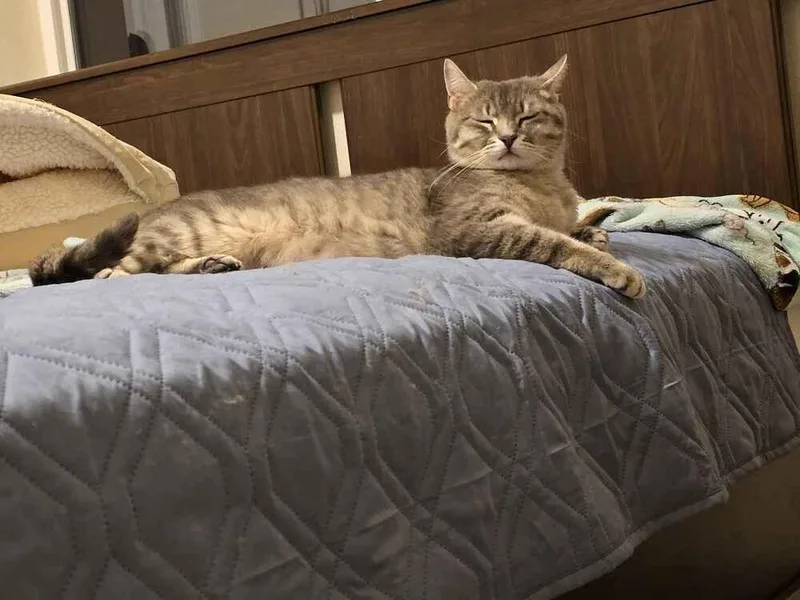 An adult medium-sized female Gray / Blue / Silver Domestic Short Hair cat named Astrid for adoption in Vancouver, WA
