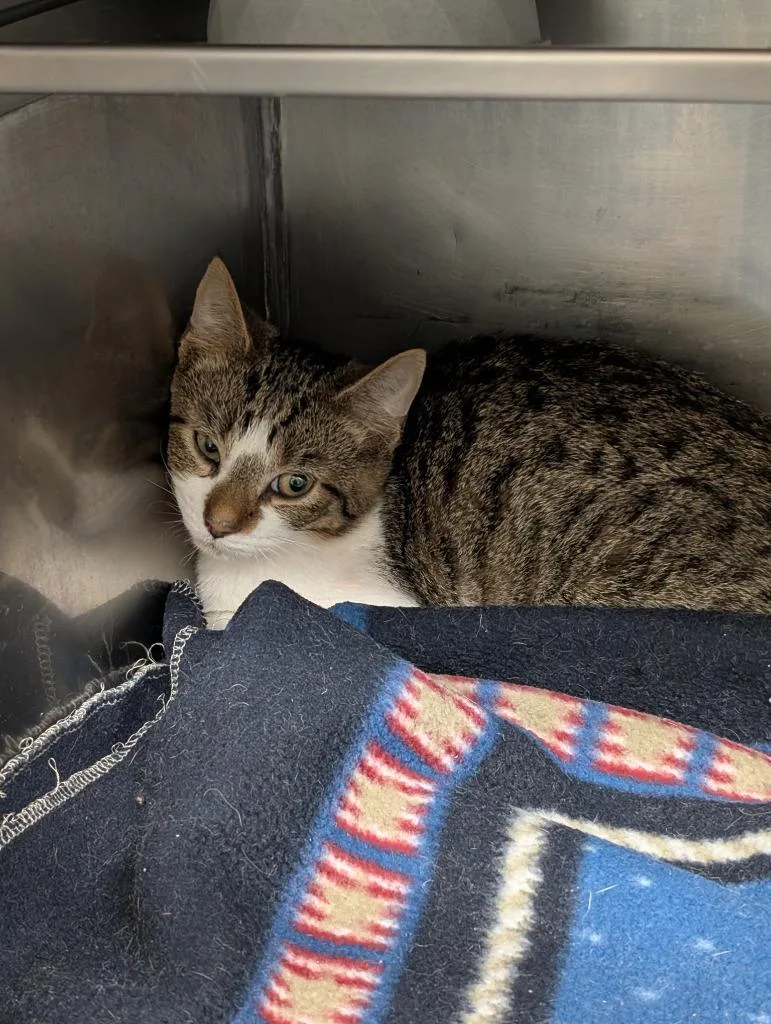 A baby medium-sized female Domestic Short Hair cat named Beatrice for adoption in Sidney, NY