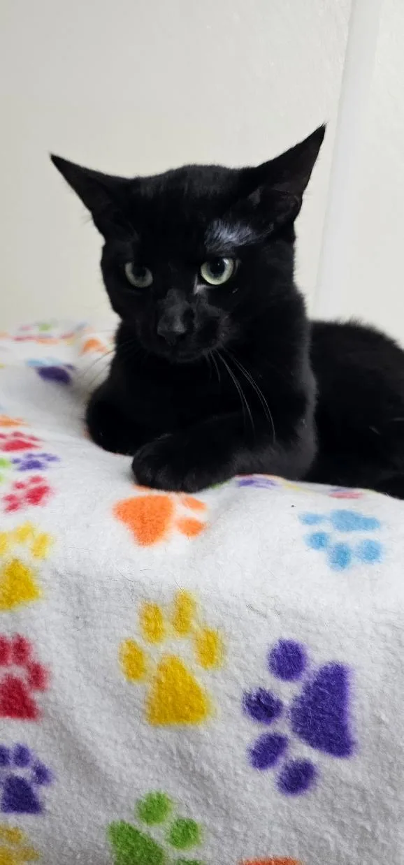 A young medium-sized male Black Domestic Short Hair cat named Licorice for adoption in Du Quoin, IL