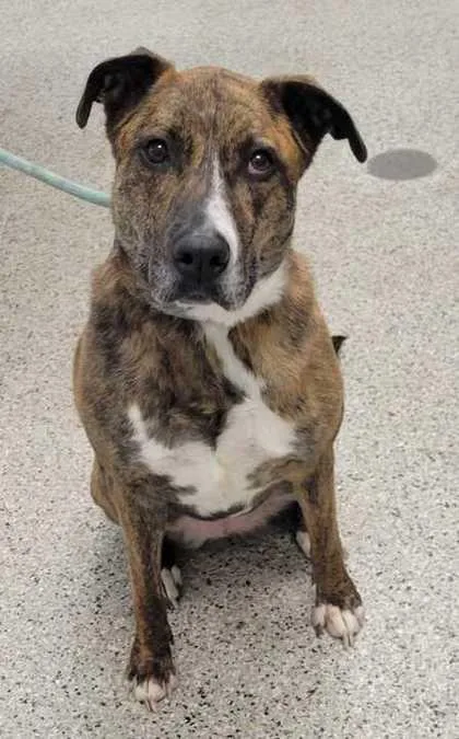 An adult extra large-sized female Brown / Chocolate Mixed Breed dog named Sylvie for adoption in Kansas City, MO