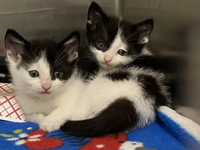 A baby small-sized male Domestic Short Hair cat named Erik for adoption in Tustin, CA