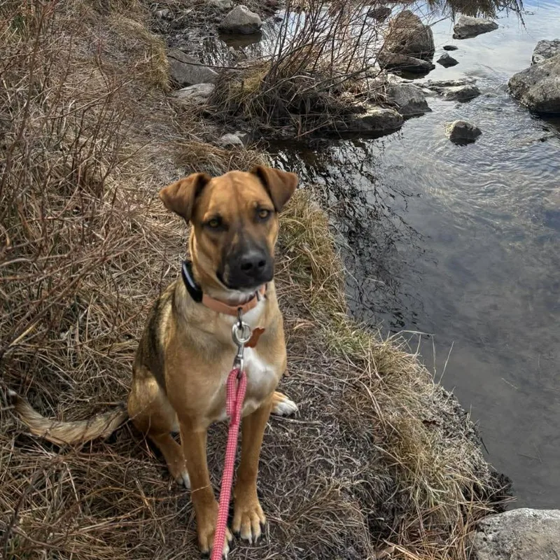 Cinnamon thumbnail 3