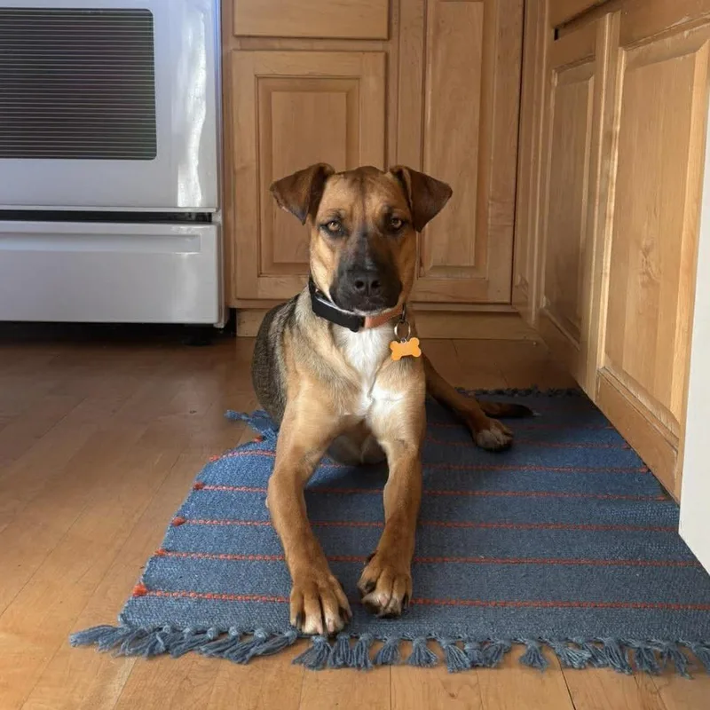 Cinnamon thumbnail 4