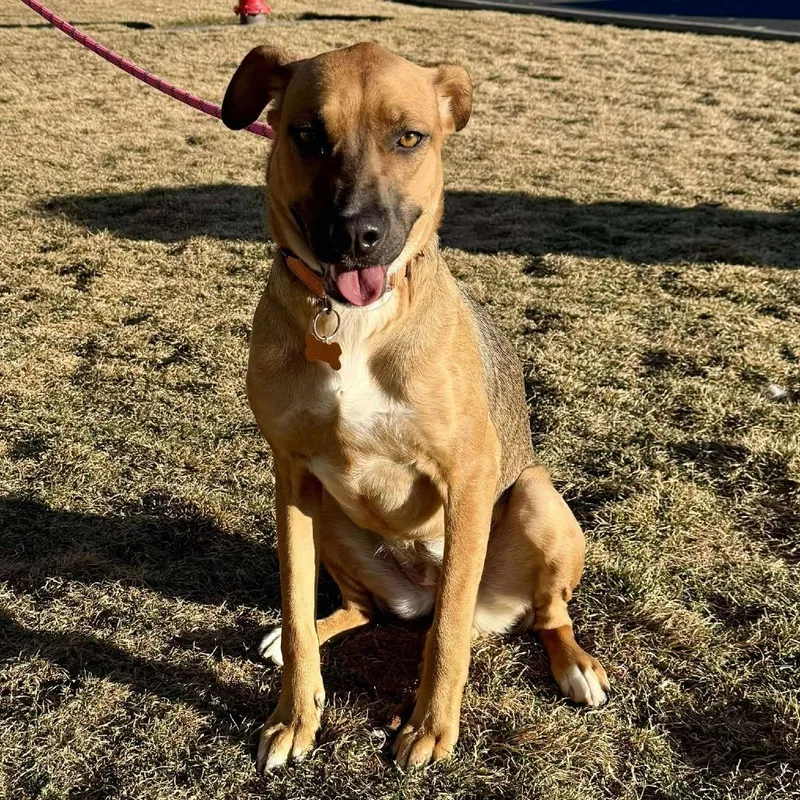 Cinnamon thumbnail 5