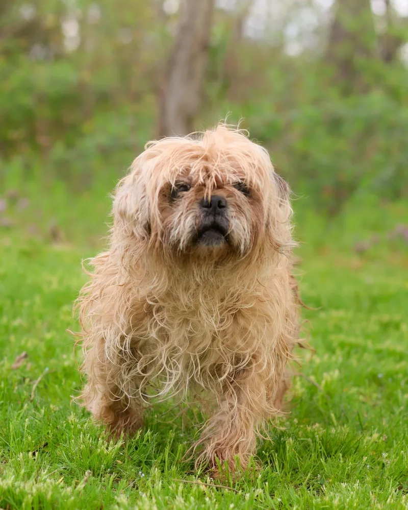 A senior small-sized female Apricot / Beige Lhasa Apso dog named Bertie for adoption in Bridgeport, CT