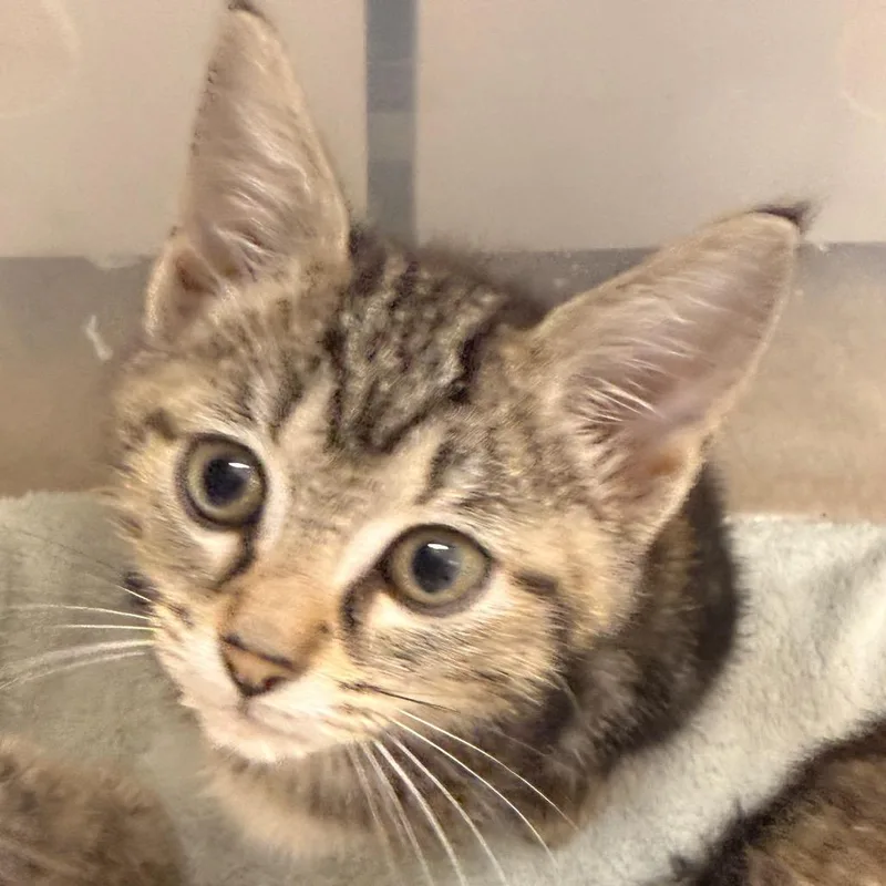 A baby small-sized female Torbie Domestic Short Hair cat named Cady for adoption in Evansville, IN
