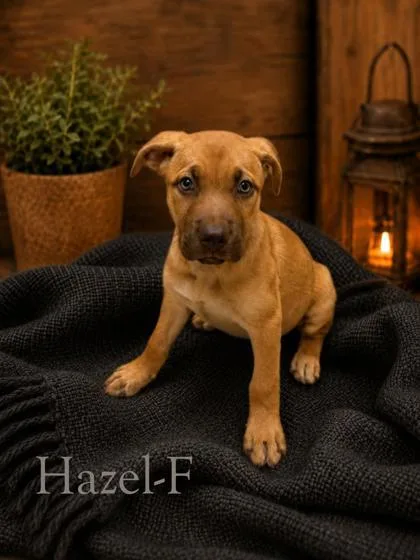 A baby medium-sized female Mixed Breed dog named Hazel for adoption in Guntersville, AL