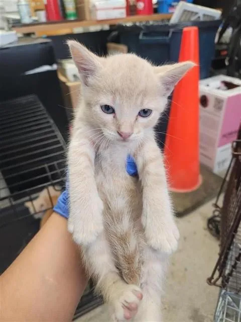 A baby small-sized male Domestic Short Hair cat named A for adoption in Houston, TX
