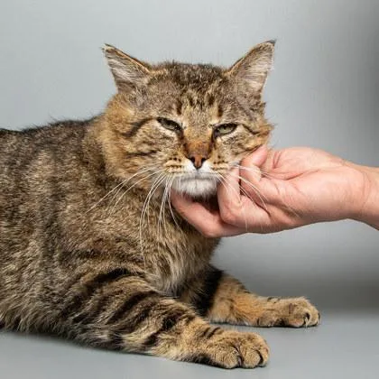 An adult large-sized male Domestic Medium Hair cat named Merv for adoption in Longmont, CO