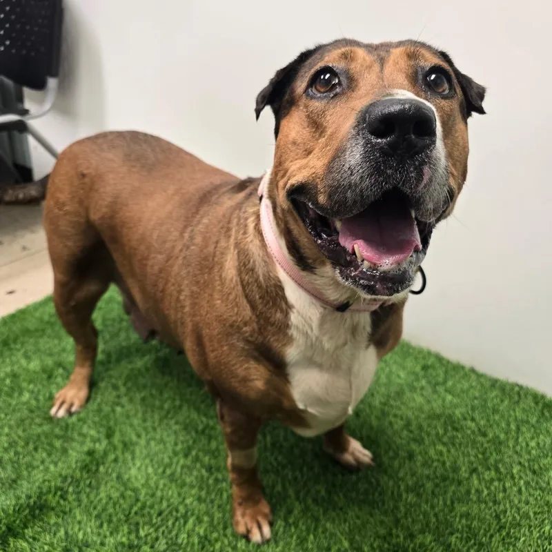 A senior large-sized female Mixed Breed dog named Nina for adoption in Columbia, MO