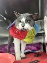 An adult medium-sized male Gray & White Domestic Short Hair cat named Avis for adoption in Manitowoc, WI