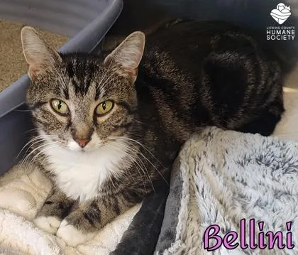 An adult small-sized female Domestic Short Hair cat named Bellini for adoption in Heath, OH