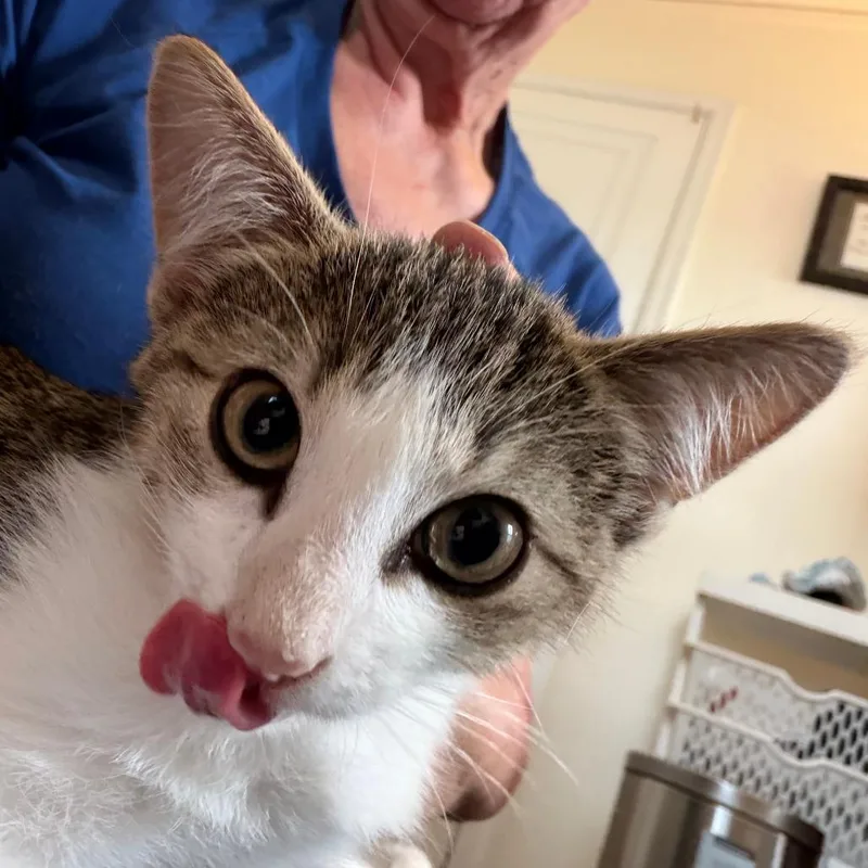 A baby small-sized male Brown / Chocolate Domestic Short Hair cat named Abe Lincoln for adoption in West Des Moines, IA
