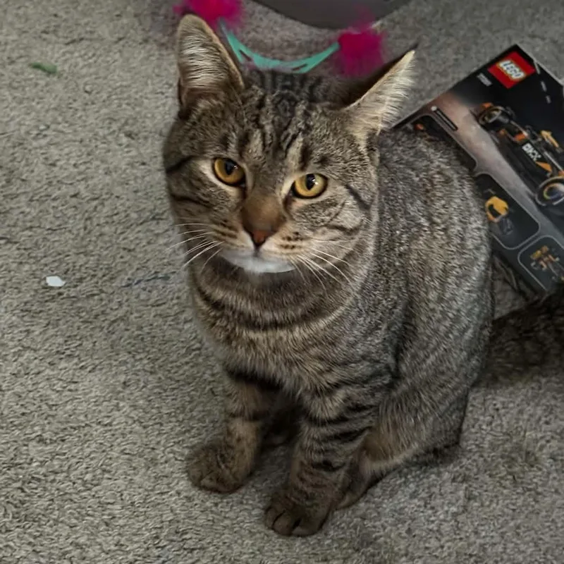An adult medium-sized male Tabby (Brown / Chocolate) Domestic Short Hair cat named Apollo for adoption in Fort Oglethorpe, GA