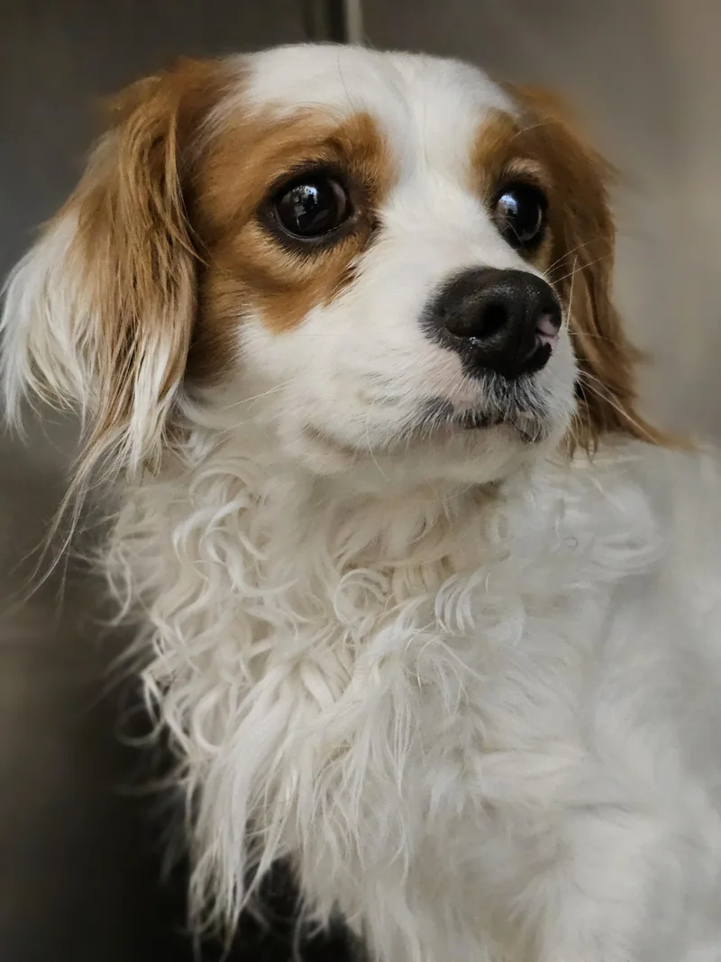 Franklin Springfield thumbnail 2