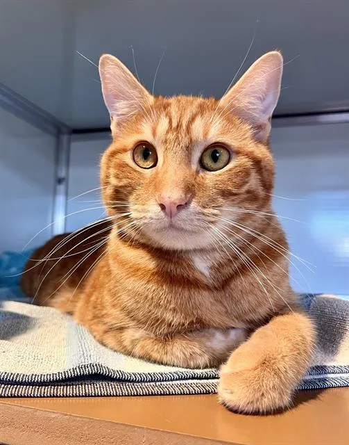 A young small-sized male Domestic Short Hair cat named Pumpkin for adoption in San Francisco, CA