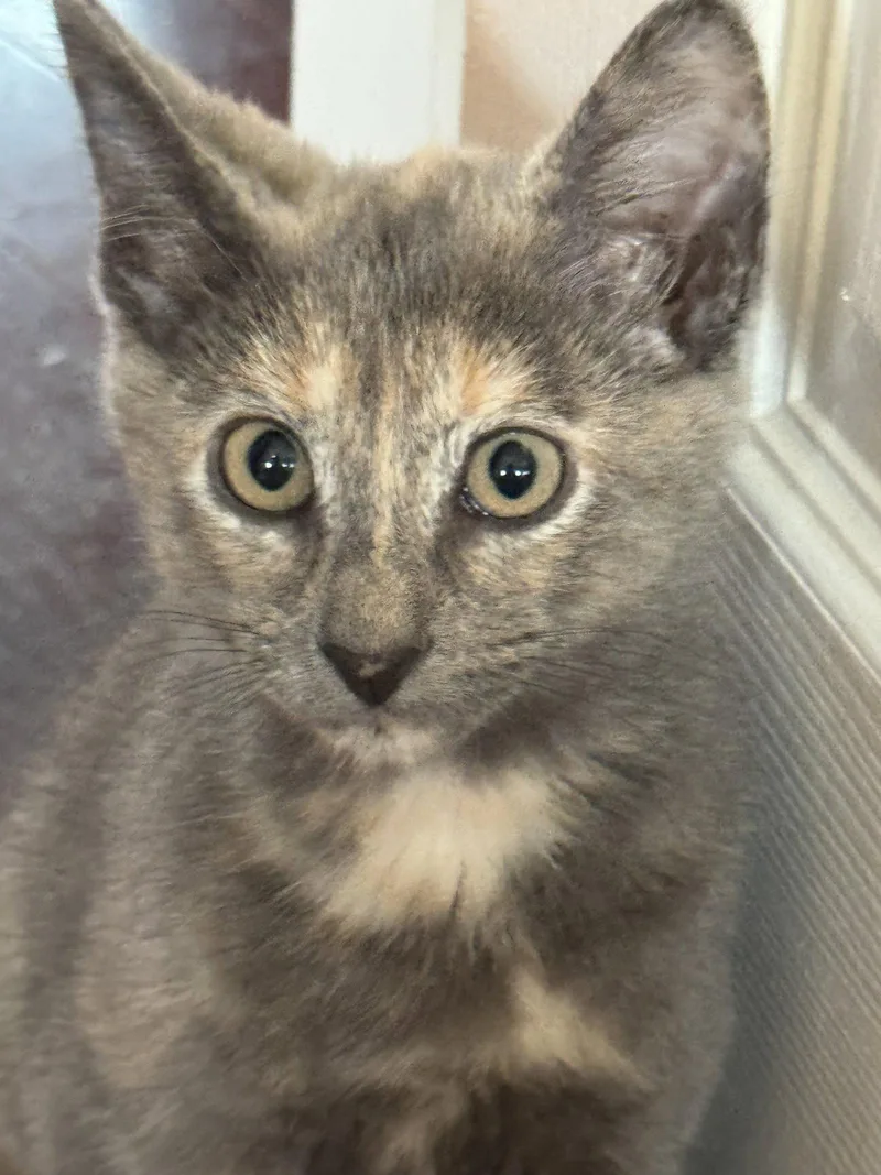 A baby medium-sized female Domestic Short Hair cat named Pad Thai for adoption in Trenton, NJ