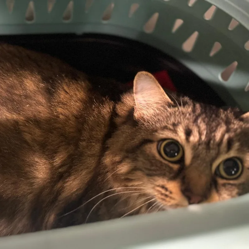 An adult large-sized female Brown / Chocolate Domestic Short Hair cat named Fireball for adoption in Wheeling, IL