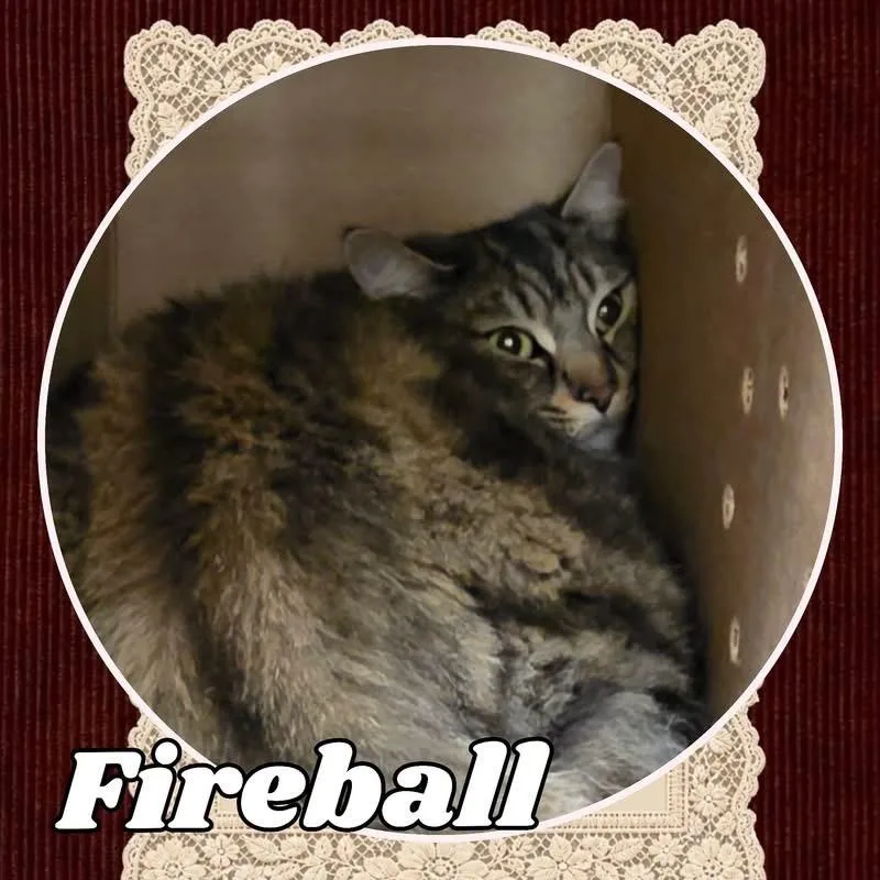 Fireball thumbnail 2