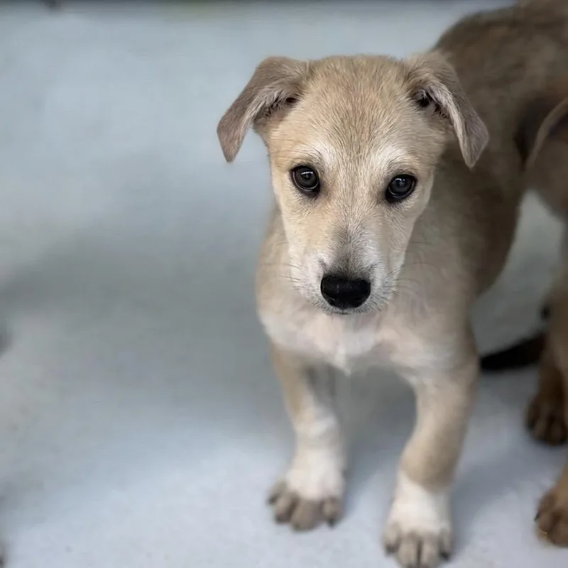 A baby small-sized male Yellow / Tan / Blond / Fawn Shepherd dog named Ball for adoption in Bastrop, TX