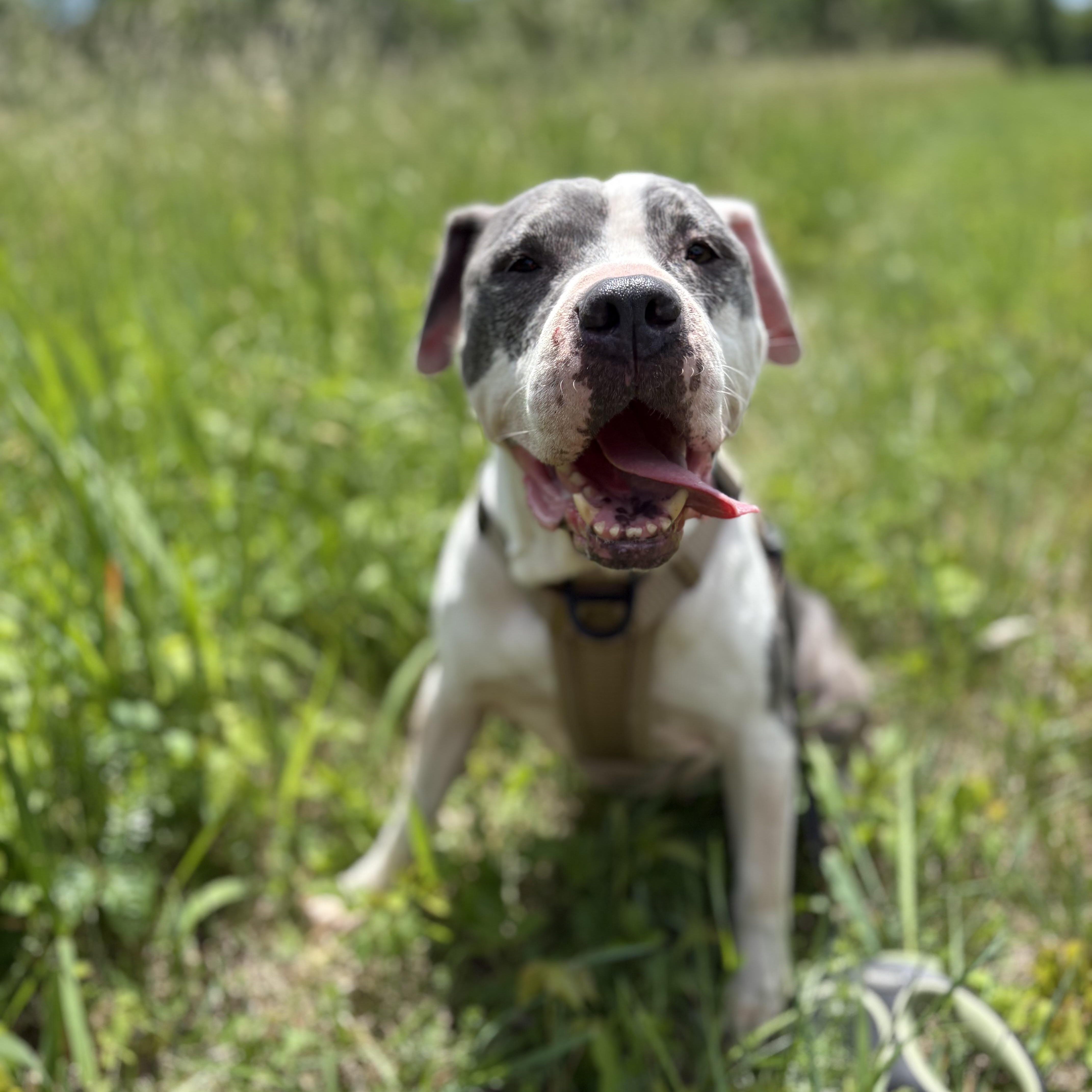 A senior medium-sized male American Bully dog named Dozer for adoption in Carmel, NY