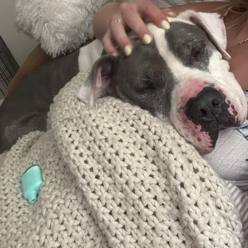 Dozer thumbnail 2