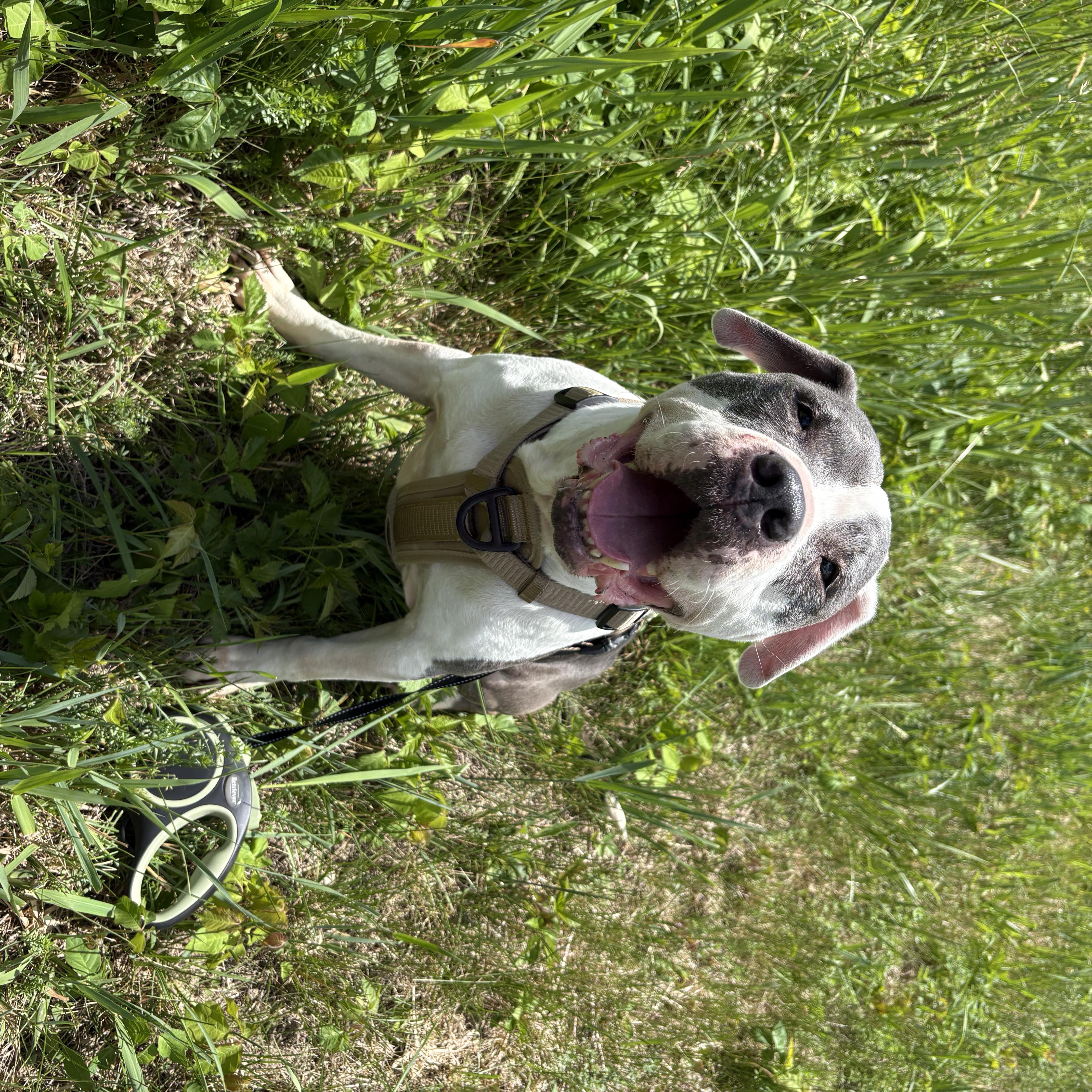 Dozer thumbnail 6